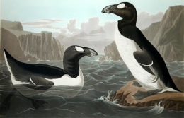 Viatge a l'illa dels pingüins